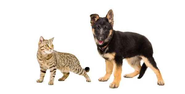 Retrato de un cachorro y gato pastor alemán Scottish Straight — Foto de Stock