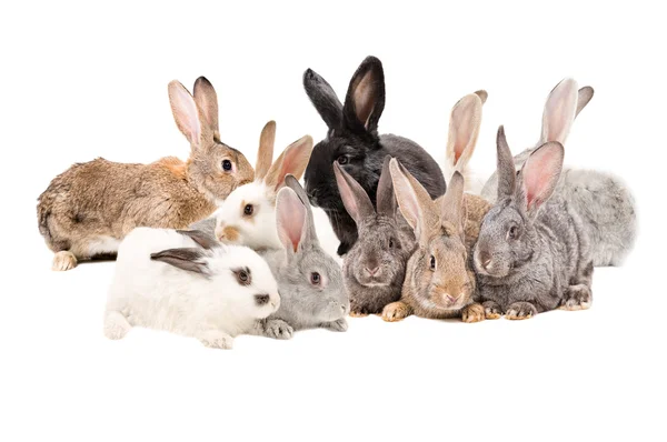 Grupo de conejos aislados — Foto de Stock