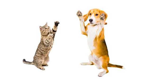 Divertido beagle perro y gato escocés recto — Foto de Stock