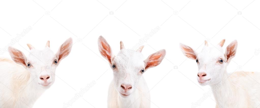 Portrait of three goat