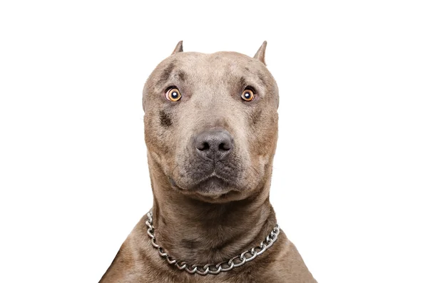 Portret van een pitbull — Stockfoto