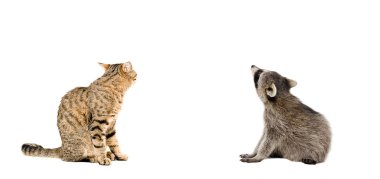 İskoç düz kedi ve birlikte oturan Rakun arka görünüm