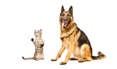 Alman çoban köpeği ve komik İskoç düz kedicik