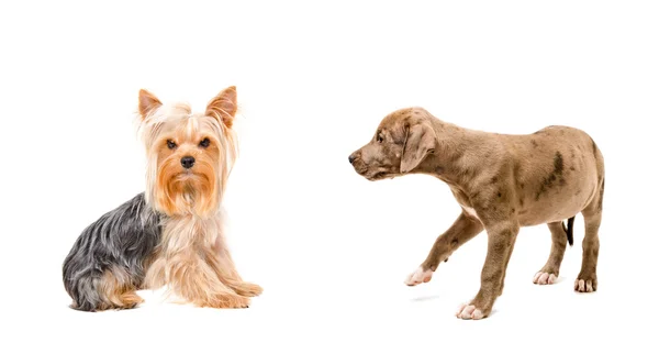 Yorkshire terrier and curious puppy Pitbull — Stock Photo, Image