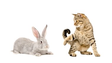 Oyun oynayan kedi İskoç düz ve gri tavşan