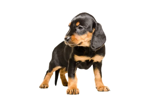 Симпатичная щенячья порода словацкая собака — стоковое фото