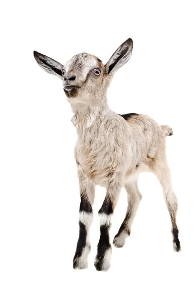 Portrait of a young gray goat — Stock Photo, Image