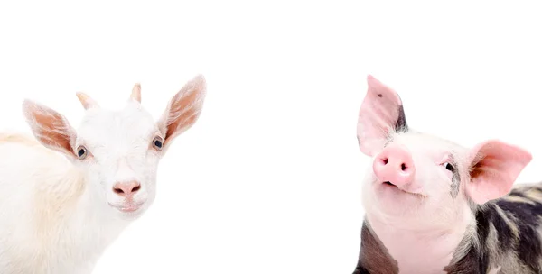 Ritratto di capra e maialino — Foto Stock
