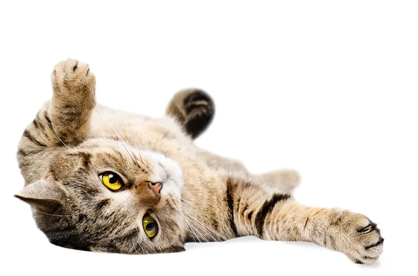 Cat Scottish Straight, lying on his back — Stock Photo, Image