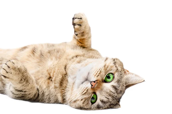 Adorable cat Scottish Straight, lying on his back — Stock Photo, Image