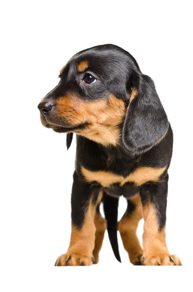 Adorável cachorrinho raça Slovakian Hound — Fotografia de Stock