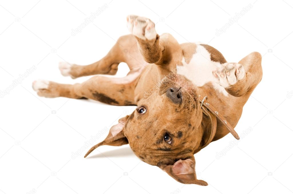Pitbull puppy lying on his back