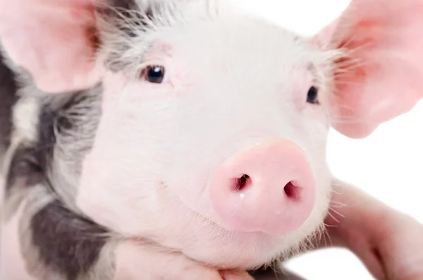 Porträtt av en gris, närbild, titta på kameran — Stockfoto