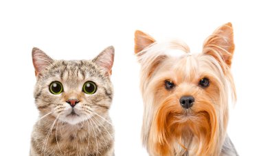 Kedi İskoç düz ve Yorkshire korkunç, portre portre
