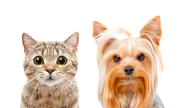 Retrato de gato Scottish Straight e Yorkshire terrier, close-up — Fotografia de Stock