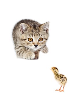Oynak kitten İskoç düz bıldırcın civciv AVI