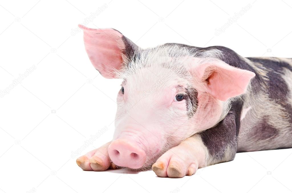 Portrait of the pig