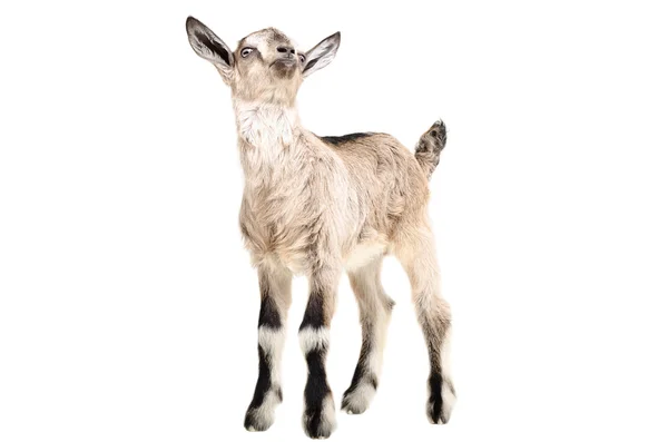 Ritratto di una giovane capra — Foto Stock