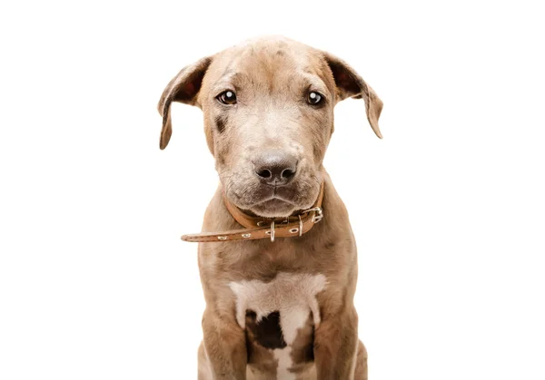 Cute puppy pitbull — Stock Photo, Image