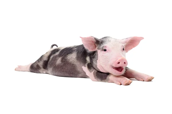 Portrait of a funny grunting pig — Stock Photo, Image