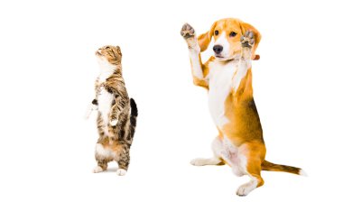 Oynak Beagle köpek ve meraklı kedi İskoç Fold