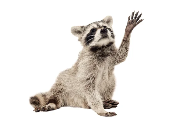 Raccoon with paw raised up — Stock Photo, Image