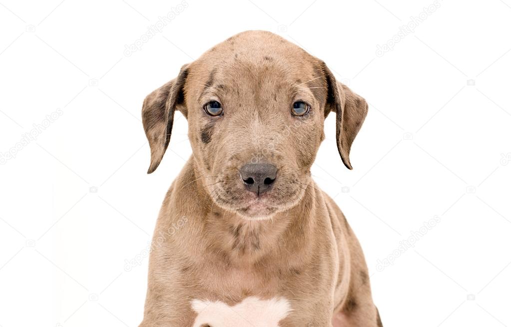 portrait of a adorable pitbull puppy stock photo sonsedskaya