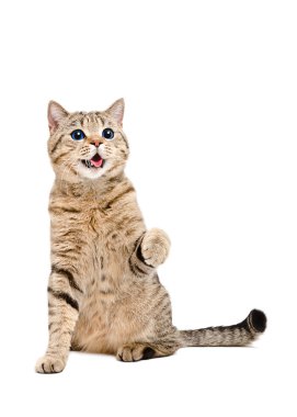 Oyun oynayan kedi İskoç düz portresi gözler yıldızlarda yansıması ile