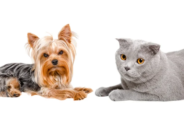 Yorkshire terrier ve kedi İskoç Fold yan yana yatarken portre — Stok fotoğraf