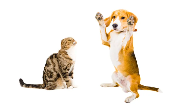 Cão e gato Beagle engraçado Scottish Fold — Fotografia de Stock