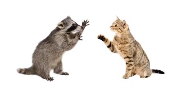 Komik Rakun ve kedi birlikte İskoç düz oynama