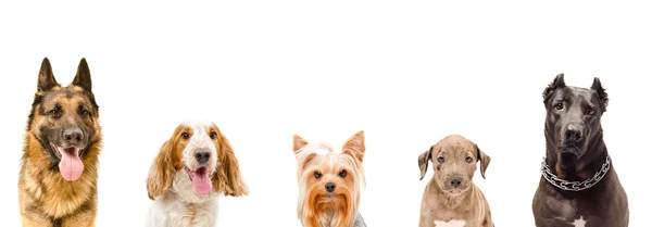 Retrato de cinco cães juntos — Fotografia de Stock