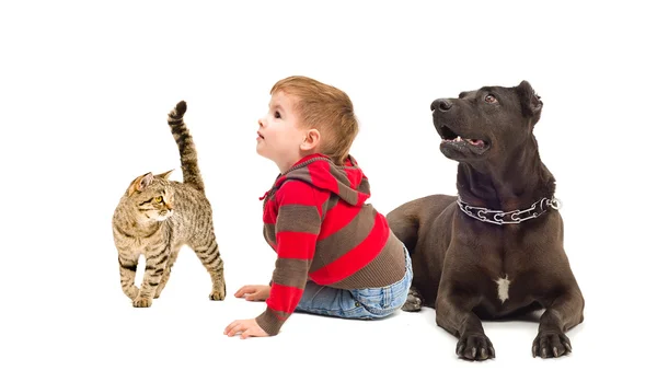 Curioso bambino, cane e gatto — Foto Stock