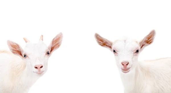 Ritratto di due simpatiche capre bianche — Foto Stock