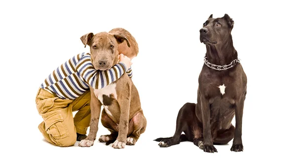 Affectionate boy and two pit bulls — Stock Photo, Image