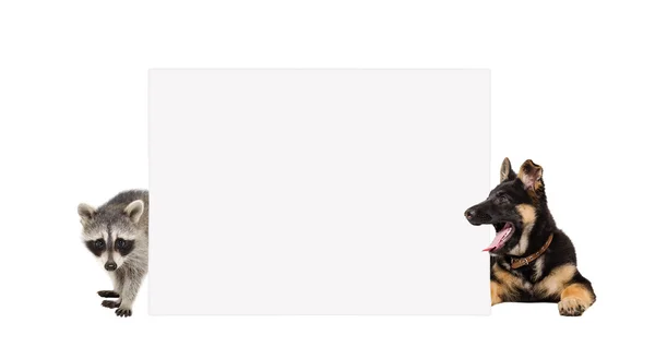 Schäferhund-Welpe und Waschbär gucken hinter Banner hervor — Stockfoto