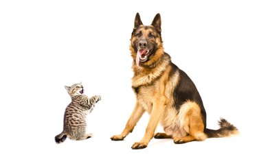 Alman çoban köpeği ve komik İskoç düz kedicik 