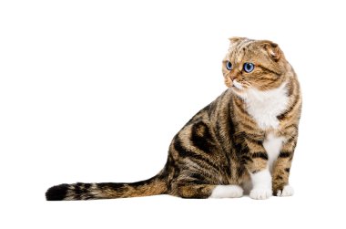 Meraklı kedi İskoç Fold portresi