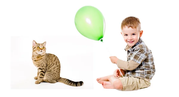 Cheerful boy and curious cat Scottish Straight — Stock Photo, Image