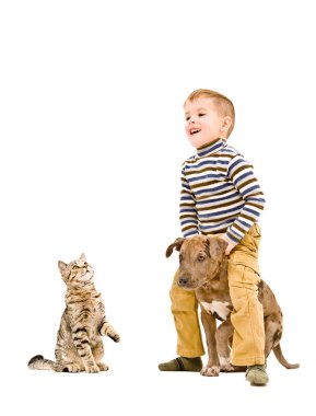 Mutlu çocuk bir köpek pitbull ve kedi ile oynarken