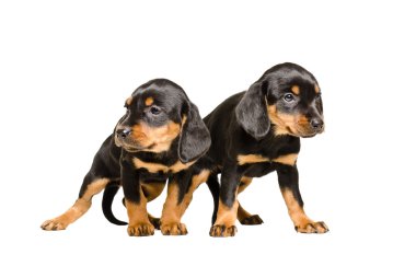 İki köpek doğurmak Slovakça tazı birlikte ayakta