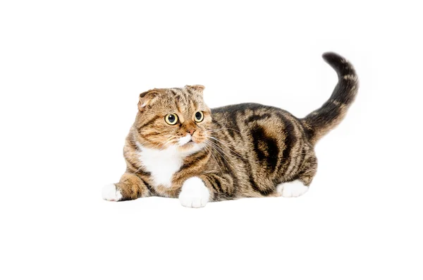 Смешной кот Шотландский фолд — стоковое фото