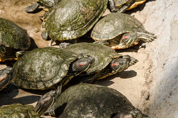 Grup kaplumbağaları
