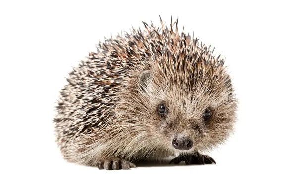Portrait of a curious hedgehog — Stock Photo, Image