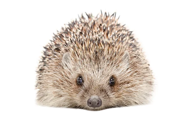 Portrait of a hedgehog — Stock Photo, Image
