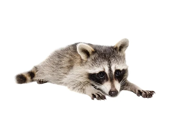 Retrato de um guaxinim bonito — Fotografia de Stock