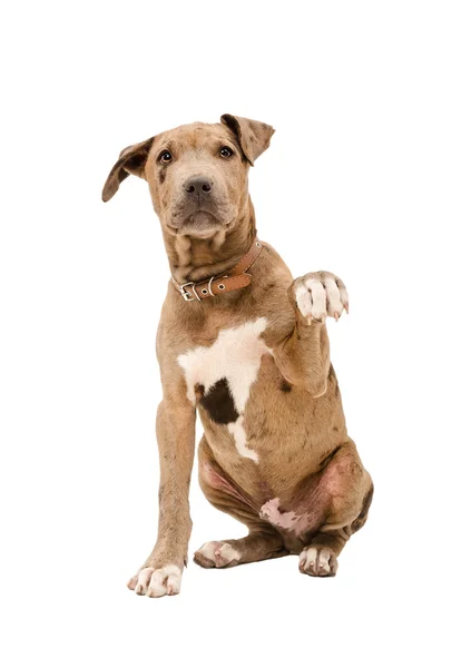 Filhote de cachorro Pitbull sentado com uma pata levantada — Fotografia de Stock