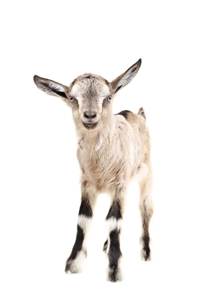 Ritratto di giovane capra grigia — Foto Stock