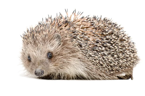 Portrait of a cute hedgehog — Stock Photo, Image