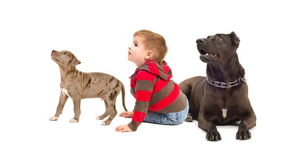 Dzieciak ciekawy i psy — Zdjęcie stockowe